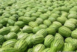 吃瓜是什么意思 热门大瓜每日必吃大瓜